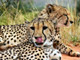 Cheetahs at Okonjima, Namibia