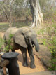 Elephant in the lodge, South Luangwa