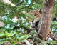 Leopard in South Luangwa